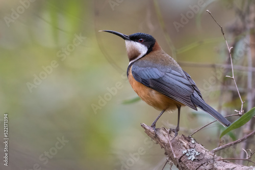 Eastern spinebill (Acanthorhynchus tenuirostris), Australian bird in the honeyeater family