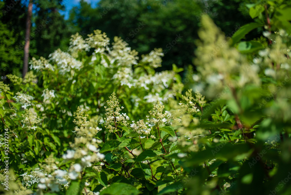 hydrangea flower in the garden hydrangea flower in the garden