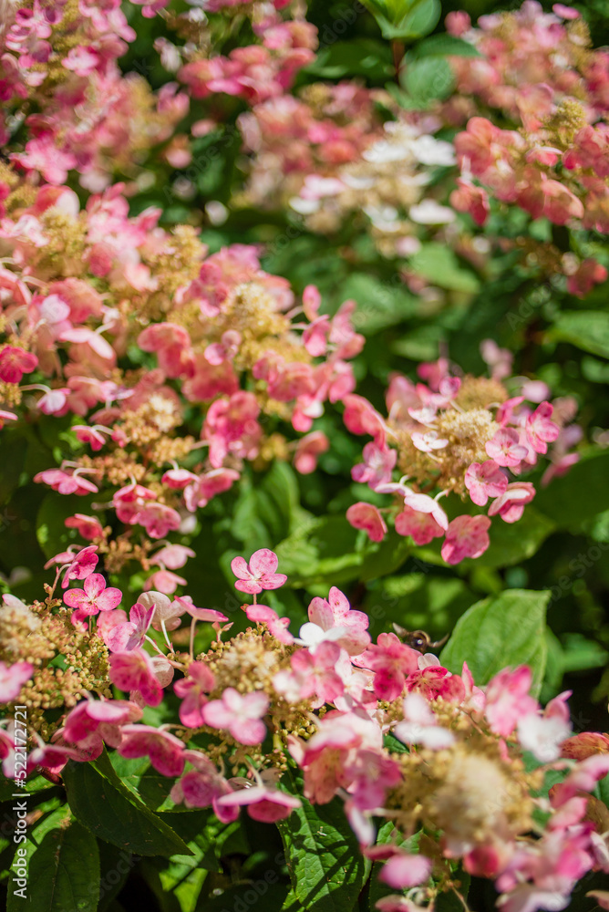 hydrangea flower in the garden