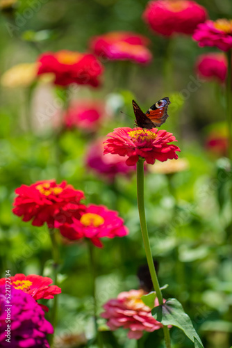 Butterfly sitting on flower (zinnia)