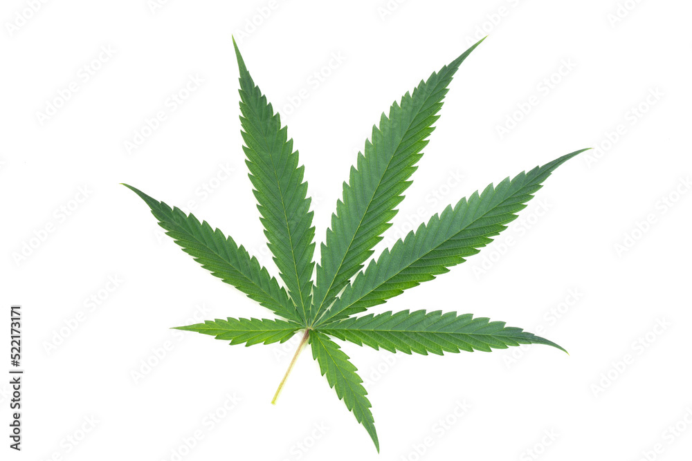 Cannabis leaf on white background Cannabis leaf on white background