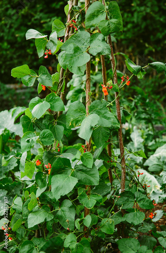Runner beans growing in a garden