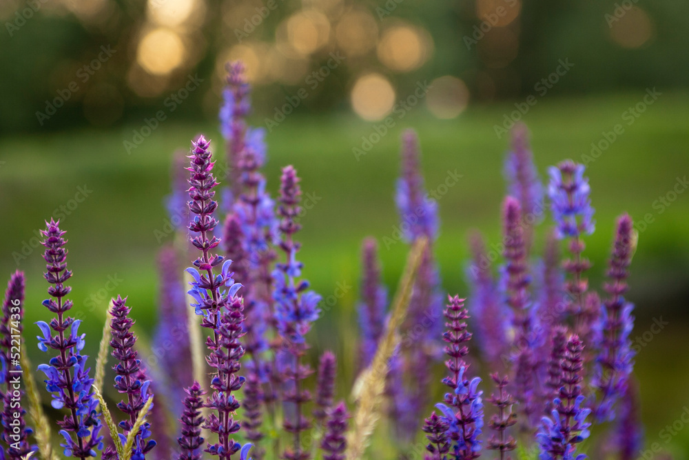 Wildflower in sunset Wildflower in sunset