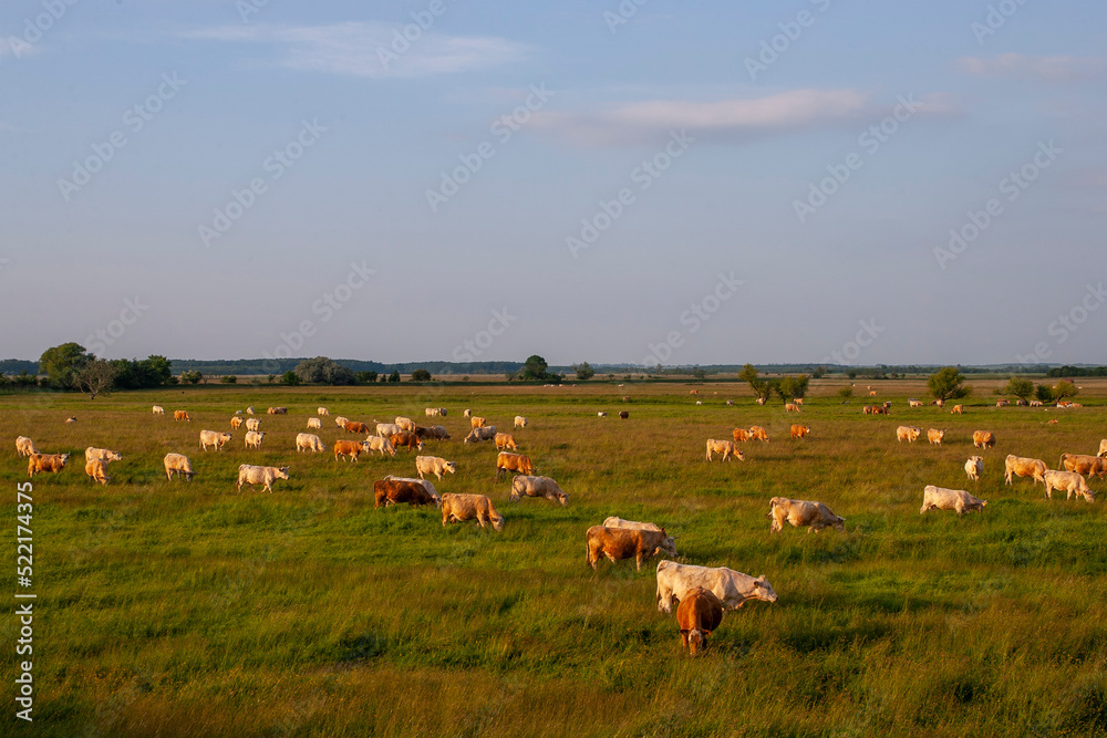 Cow herd in sunset