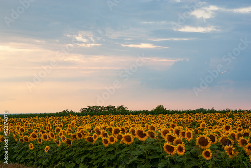 Sunflower field photo