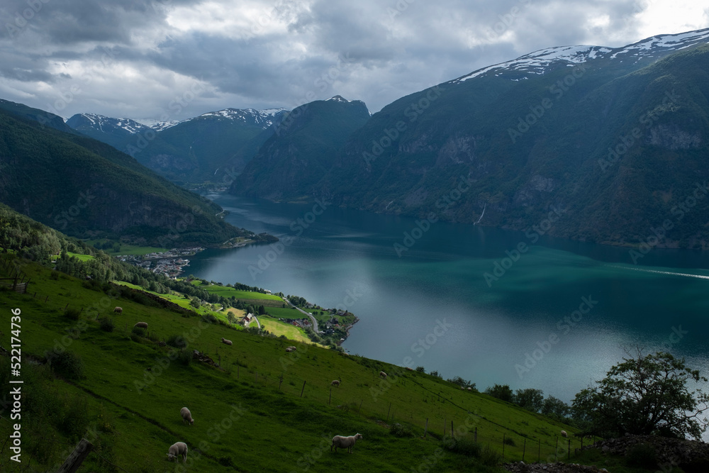 General view of Fjord. A green meadow with flock of sheep foreground. General view of Fjord. A green meadow with flock of sheep foreground.