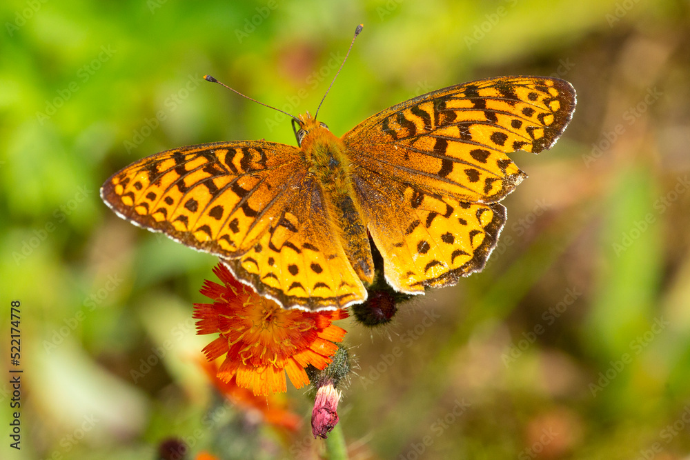 Obraz premium Great spangled fritillary butterfly on an orange hawkweed, New Hampshire.