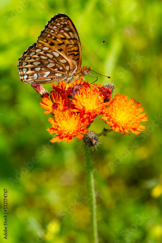 Great spangled fritillary butterfly on an orange hawkweed, New Hampshire.