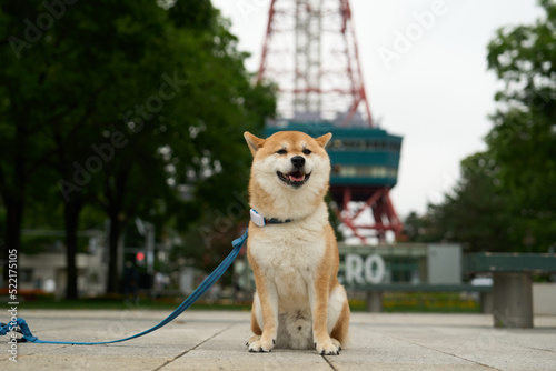 柴犬と観光地