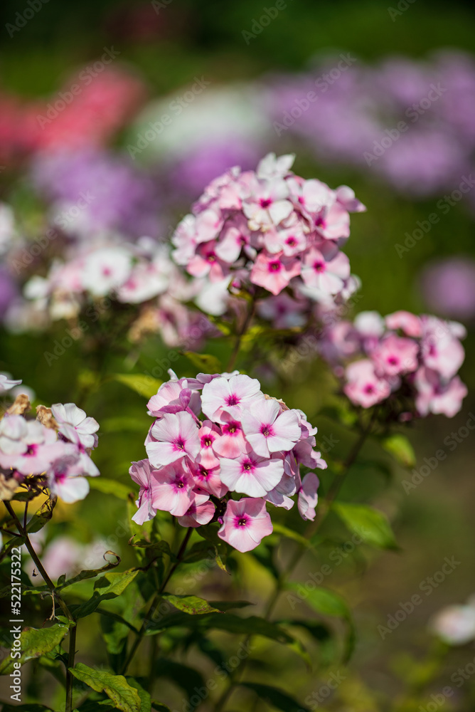 phlox flowers in the garden phlox flowers in the garden