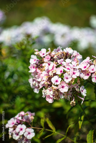 phlox flowers in the garden © Maksim Shebeko