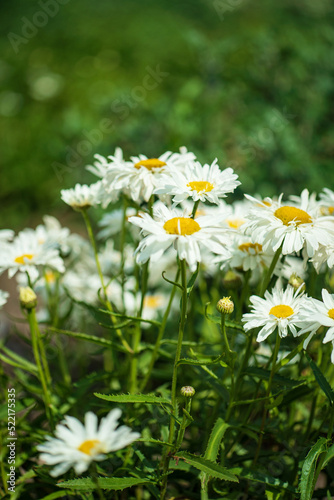 white daisy in the garden © Maksim Shebeko