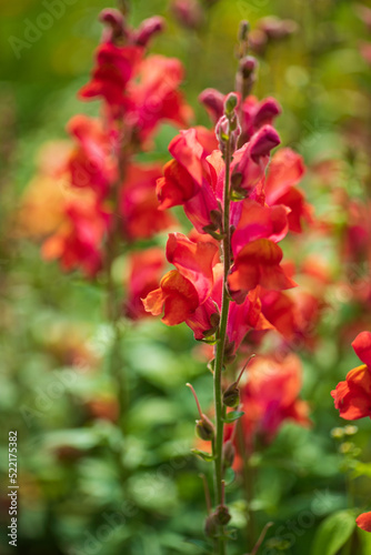 Colourful snapdragon flowers in the garden