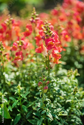 Colourful snapdragon flowers in the garden