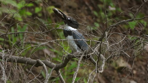 Large, conspicuous belted kingfisher, megaceryle alcyon with fish prey in its shovel billed perching up high on leafless tree branch in the wetlands, found in Algonquin Park, Ontario, Canada. photo