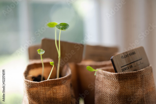 Seedlings growing indoors by window