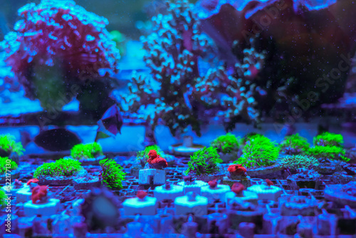  cultured live coral in aquarium