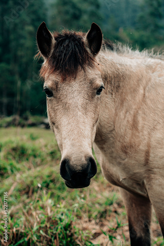 portrait of a horse © Ricardo