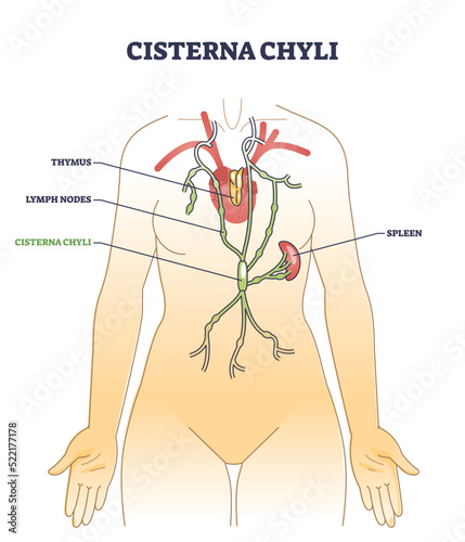Cisterna chyli location and dilated sac anatomy description outline diagram. Labeled educational scheme with thymus, lymph nodes and spleen system on human body vector illustration. Medical lymphatics photo
