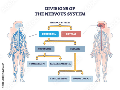 Divisions of peripheral and central nervous system anatomy outline diagram. Labeled educational scheme with autonomic and somatic or sympathetic and parasympathetic categories vector illustration. photo