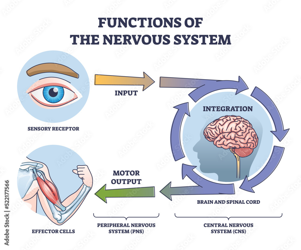 Vettoriale Stock Functions Of Nervous System From Receptor Input To Effector Outline Diagram