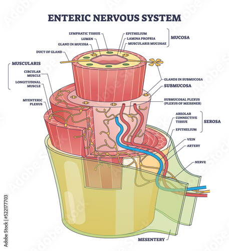 Enteric nervous system or ENS intrinsic autonomic anatomy outline diagram. Labeled educational scheme with complex detailed structure with mucosa, muscularis and mesentery part vector illustration. photo