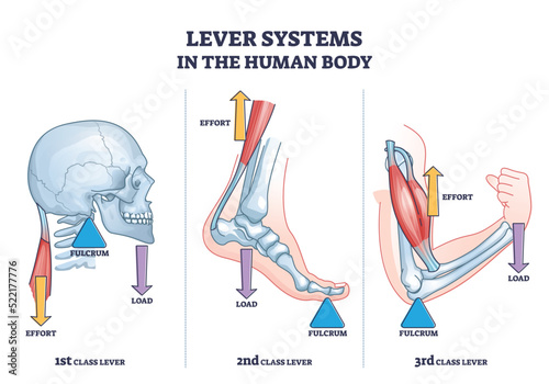 Lever systems in human body for neck, leg and arm movement outline diagram. Labeled educational scheme with biomechanics examples as effort, fulcrum or load force motion principle vector illustration. photo
