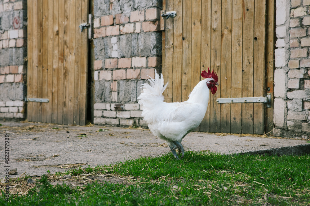 Beautiful Young Rooster Roaming Outdoors Beautiful Young Rooster Roaming Outdoors