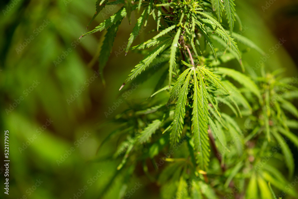 Cannabis plantation in the Chui valley. Bushes of cannabis by a stern plan. Leaves of narcotic plants for the manufacture of anasha. Hemp. marijuana