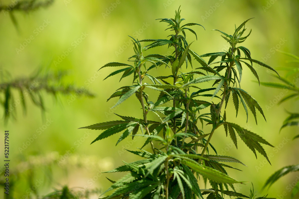 Cannabis plantation in the Chui valley. Bushes of cannabis by a stern plan. Leaves of narcotic plants for the manufacture of anasha. Hemp. marijuana