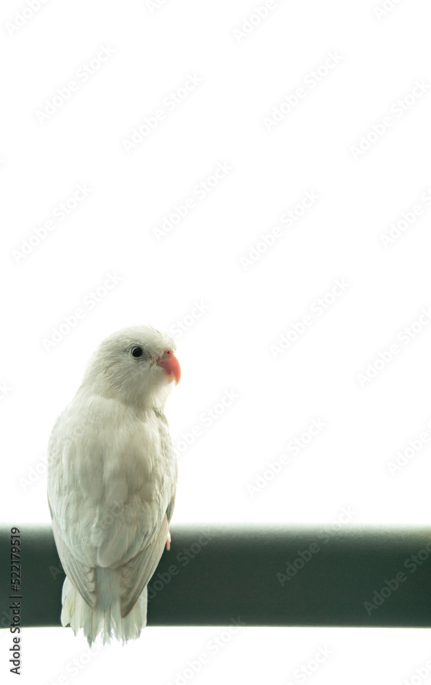 Obraz premium Tiny white parrot parakeet Forpus bird, white isolation background.