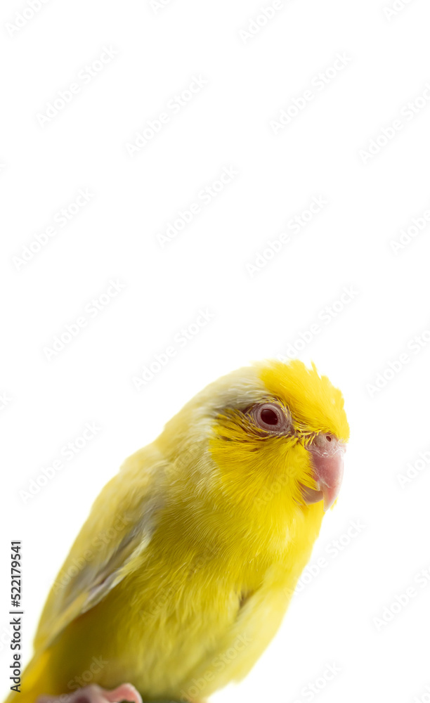 Tiny yellow parrot parakeet Forpus bird, white isolation background.