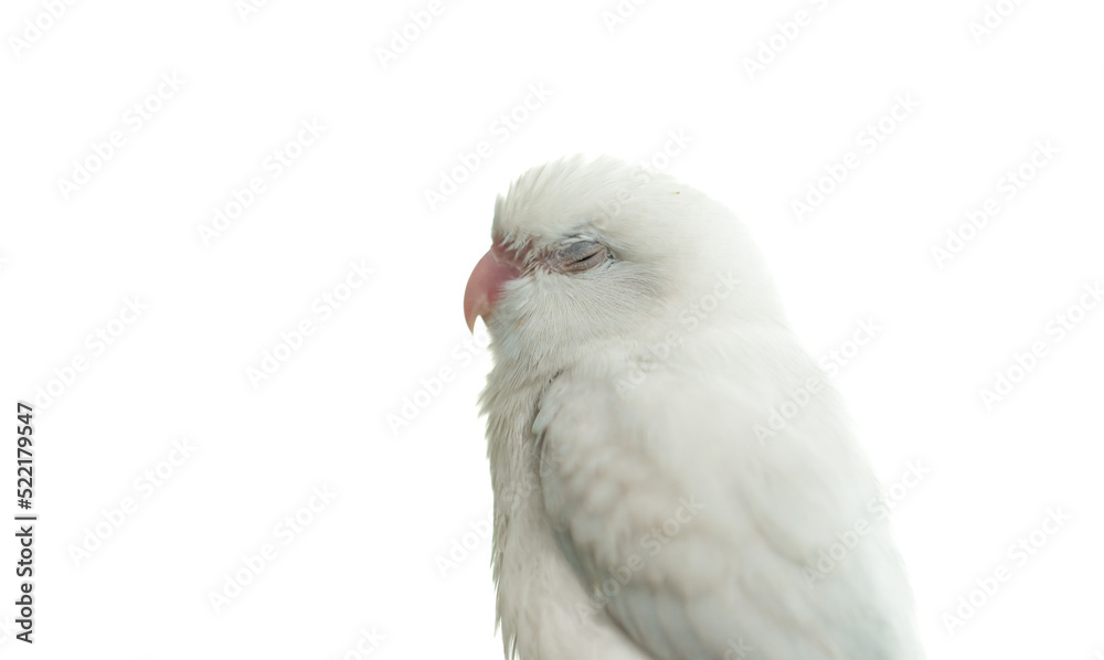 Tiny white parrot parakeet Forpus bird, white isolation background. Tiny white parrot parakeet Forpus bird, white isolation background.