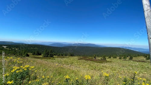 Meadow with flowers