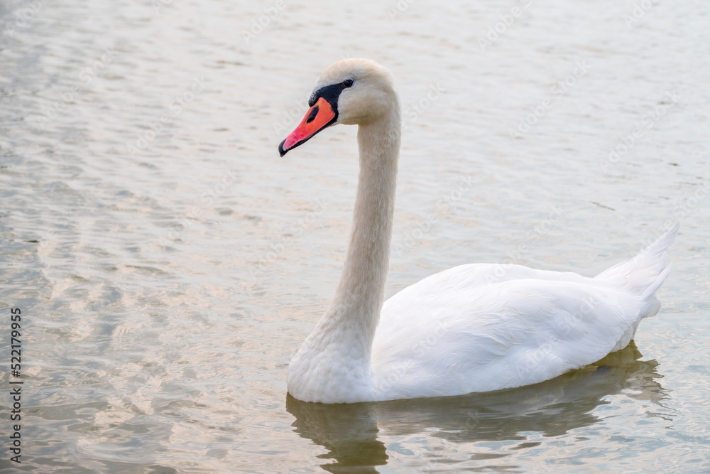 Graceful white Swan swimming in the lake, swans in the wild. Portrait of a white swan swimming on a lake.