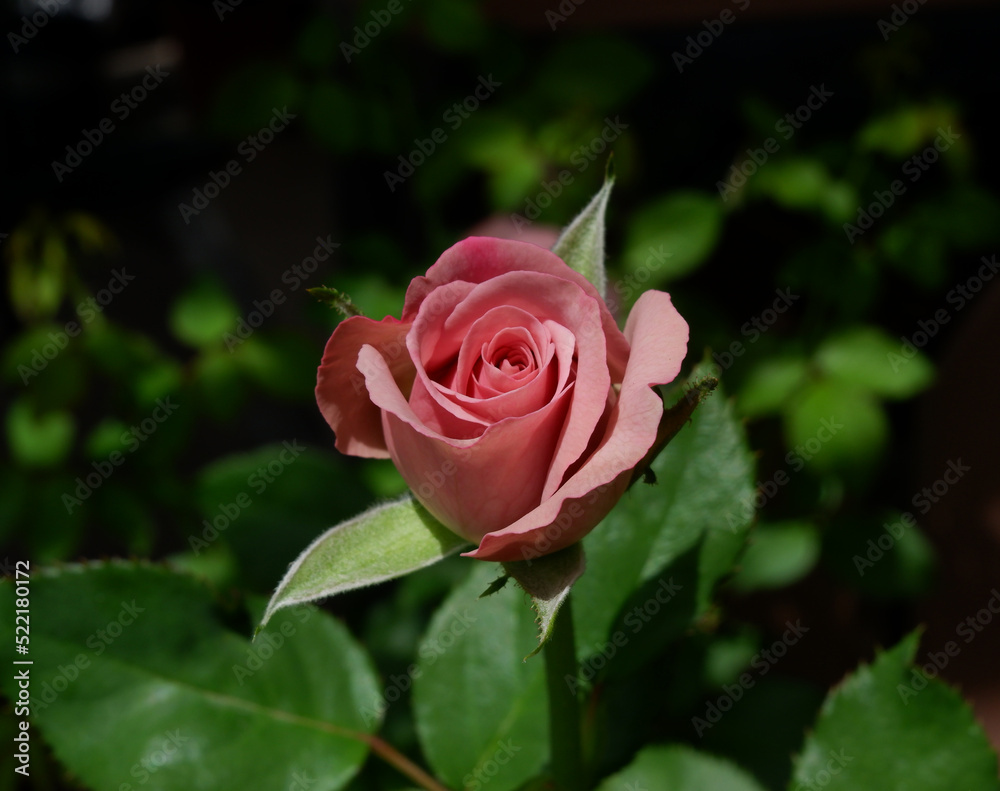 Close up photo of pink rose among green leaves in the morning garden. Close up photo of pink rose among green leaves in the morning garden.