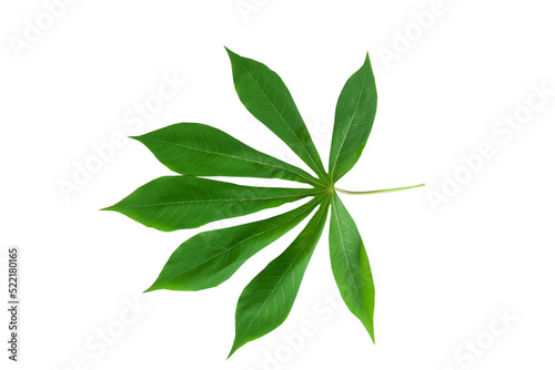 Green cassava leaves isolated on a white background.