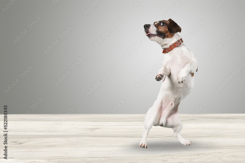 Adorable smart dog smiling sitting and posing. Dog behavior and obedience training
