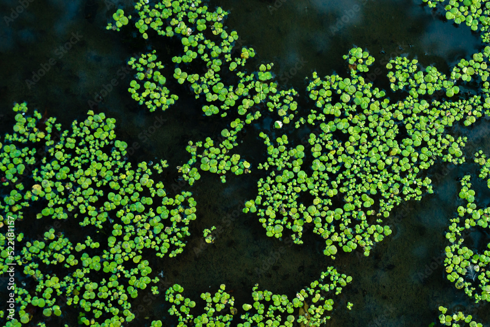 Common duckweed green ( Lemna minor L. ) floating on water in the pond texture. background, top view Dniester Common duckweed green ( Lemna minor L. ) floating on water in the pond texture. background, top view Dniester