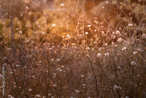 White cephalaria leucantha, Meadow. morning sunlight sunrise Wild flowers and plants sunset, Autumn field sunset background wallpaper bushgrass Giant scabious warm