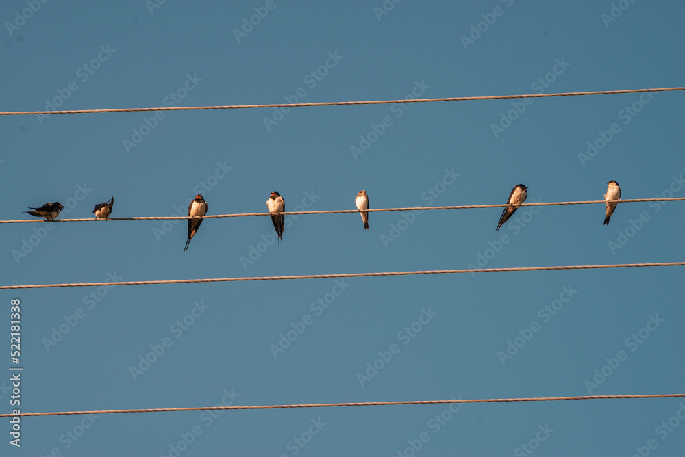 Barn swallow resting and playing on a cable. A fairly large, colorful swallow. Usually easy to identify with its long, forked tail and dark rump. row Moldova Barn swallow resting and playing on a cable. A fairly large, colorful swallow. Usually easy to identify with its long, forked tail and dark rump. row Moldova