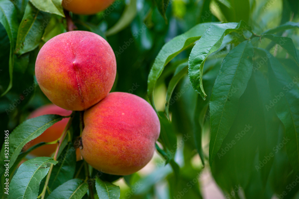  Peach growing on a tree  branches Fresh sunset light blur green background Natural fruit.  organic  Ripe fruit Moldova Beautiful close up