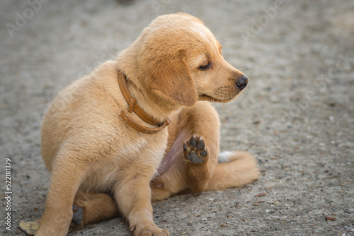 Golden Labrador retriever dog lying Puppy pet having fun bites playing scratches himself