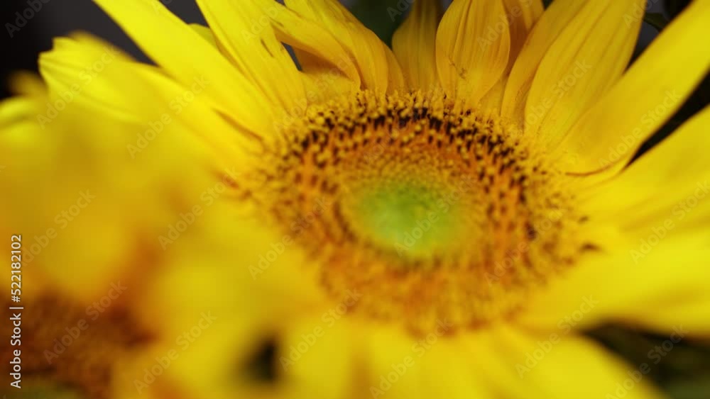 beautiful bouquet of flowers from yellow sunflowers beautiful bouquet of flowers from yellow sunflowers