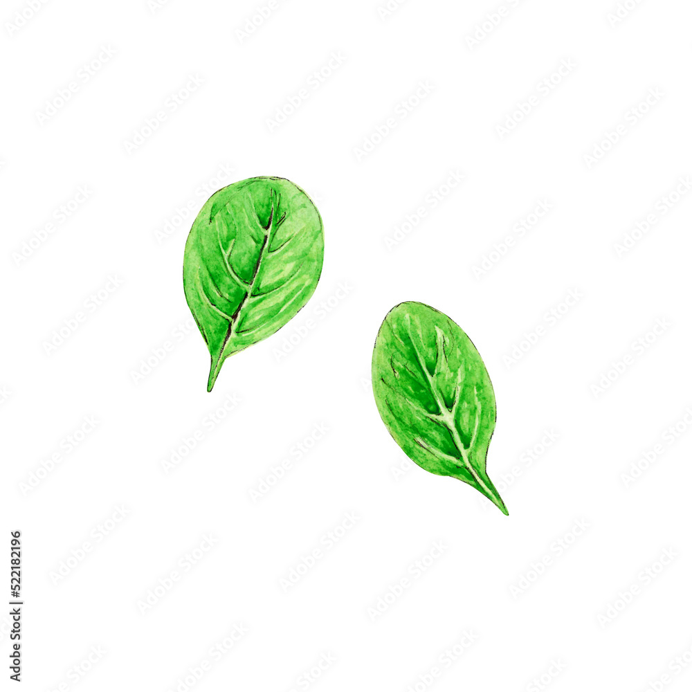 Watercolor set green fresh basil leaf isolated on white background, isolated for your design, hand drawn illustration Watercolor set green fresh basil leaf isolated on white background, isolated for your design, hand drawn illustration