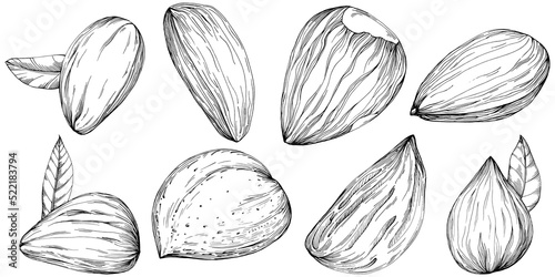 Almond hand-drawn Vector Illustration isolated on white background. Retro style farm product for restaurant menu, market label, logo, emblem and kitchen design. Decoration for food. © samiradragonfly