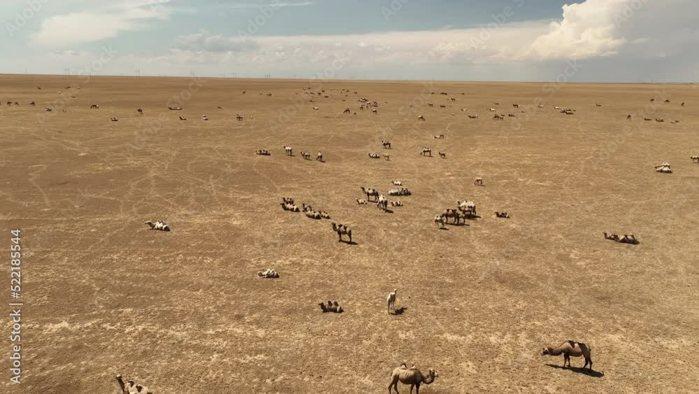 Enormous herd of camels in the vast southern desert Karaganda region, Kazakhstan. Enormous herd of camels in the vast southern desert Karaganda region, Kazakhstan.