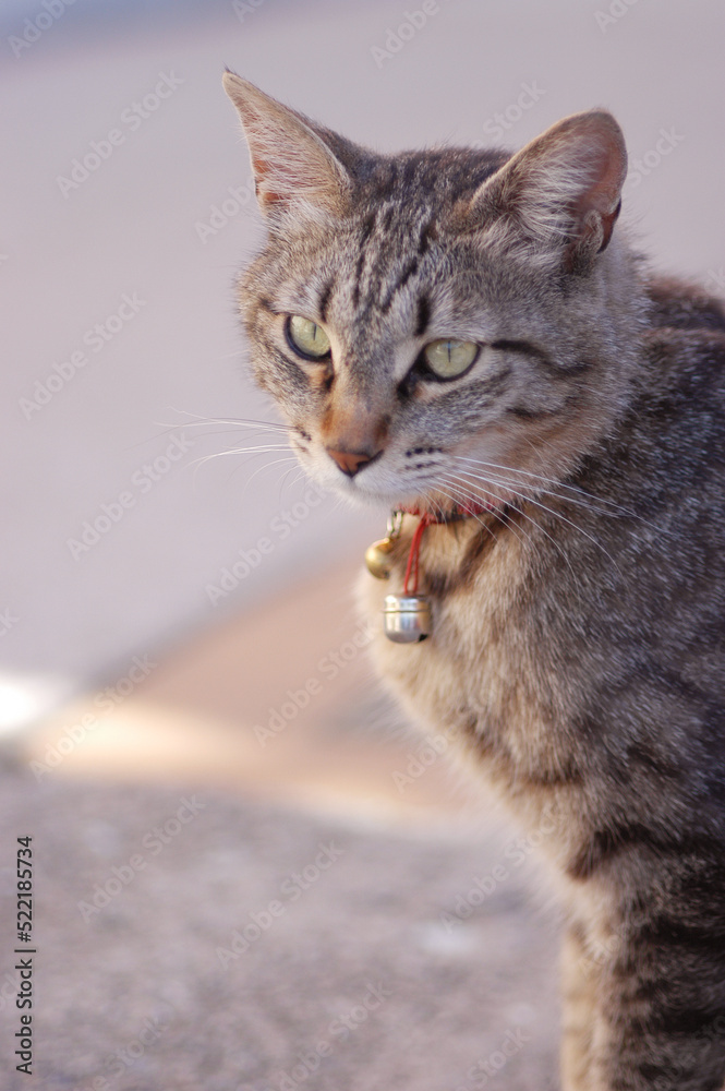 「キジトラ」と言われる日本猫、首に鈴をつけているのは飼い猫の証。