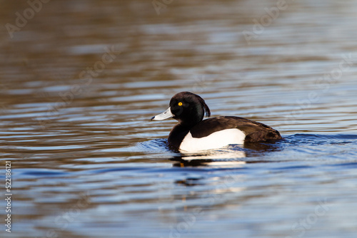 Tufted Duck on a London pond in the early morning light