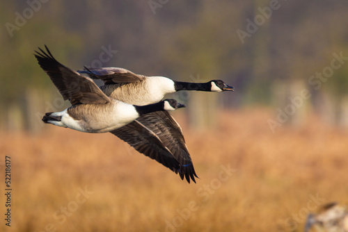 Canada Goose flying over a pond in London © wayne